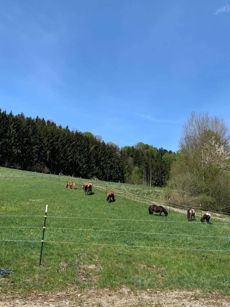 Wunsch Nr. 3 wird Realität: Die Pferdekoppel Symbolfoto