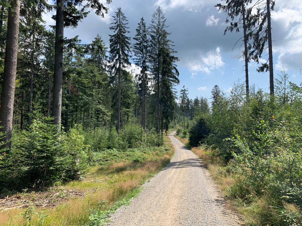 Mitarbeiter Tipp von Melissa Gsödl: Waldbaden Symbolfoto