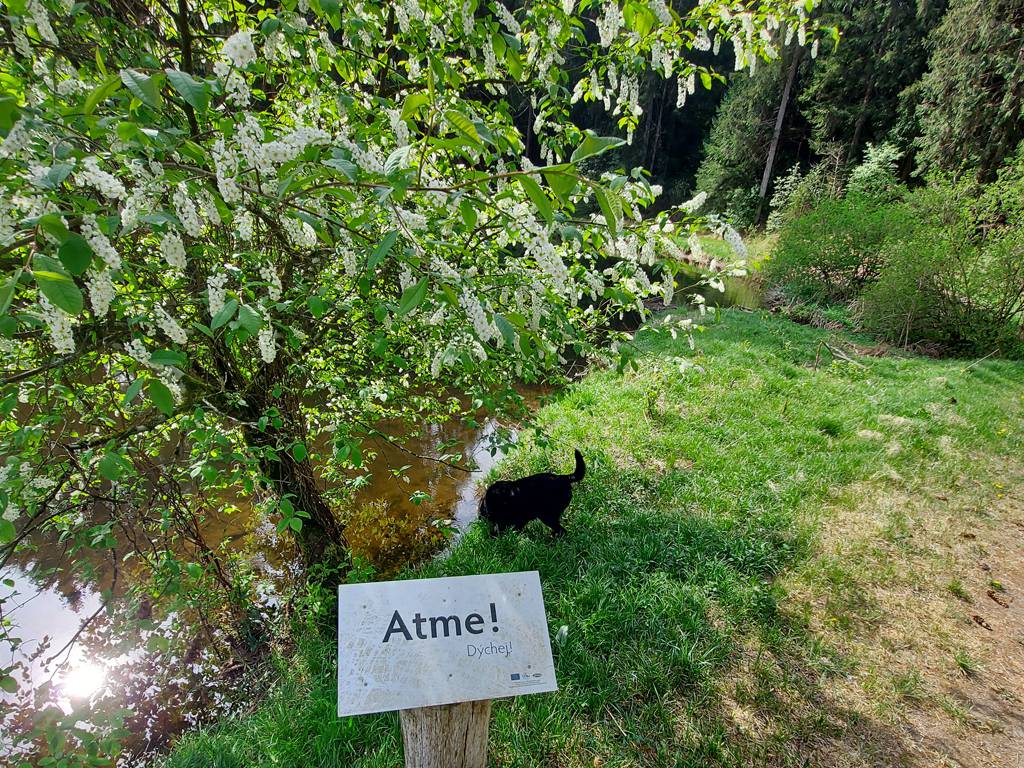 Mitarbeiter Tipp von Melissa Gsödl: Waldbaden Symbolfoto