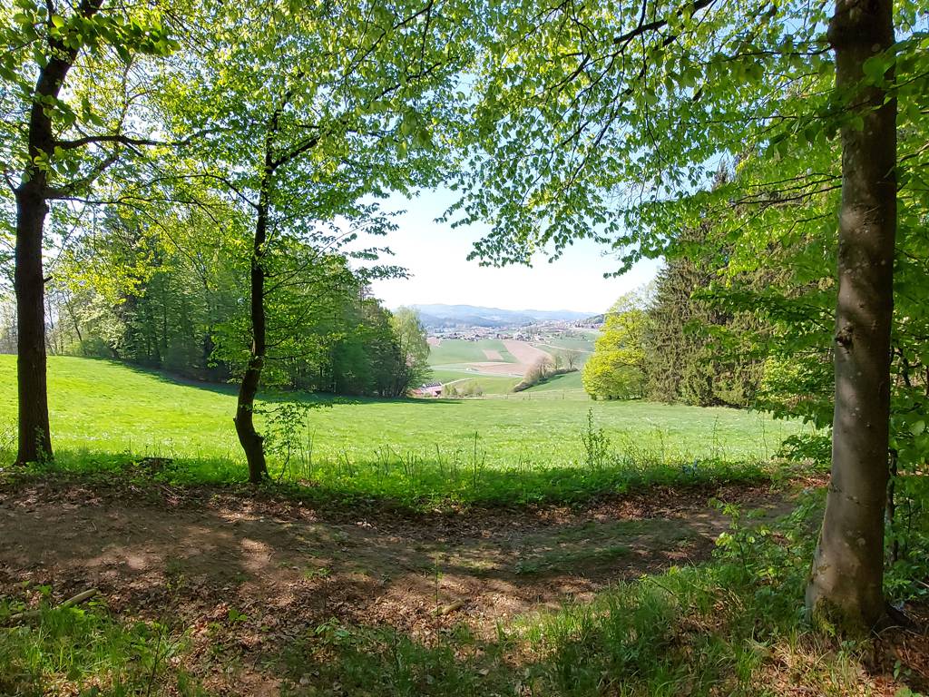 Mitarbeiter Tipp von Melissa Gsödl: Waldbaden Symbolfoto