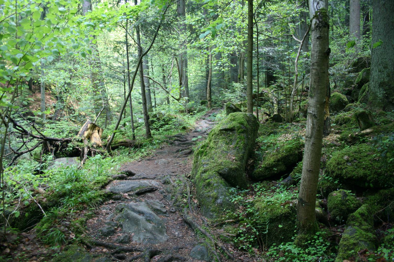 Mitarbeiter Tipp von Melissa Gsödl: Waldbaden Symbolfoto