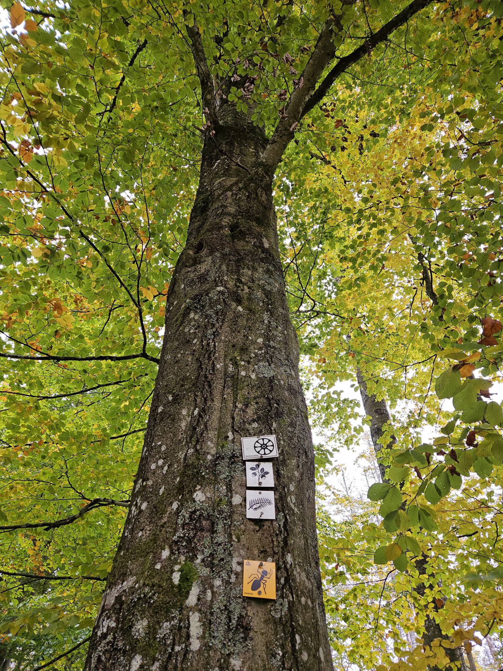  WaldWandelWeg im Nationalpark Bayerischer Wald Symbolfoto