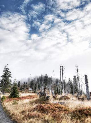 Slow Travel im Bayerischen Wald Symbolfoto