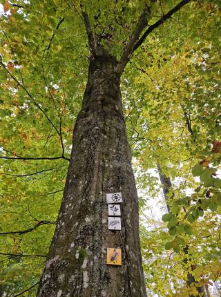  WaldWandelWeg im Nationalpark Bayerischer Wald Symbolfoto