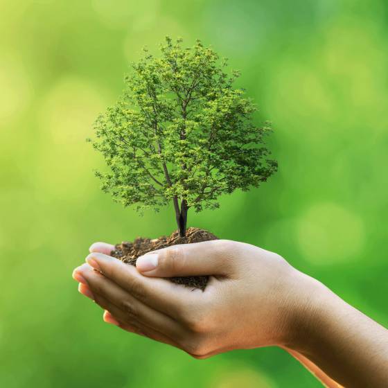 Baum auf Erde in den Händen