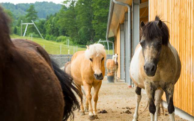 Pferde im Familienhotel Schreinerhof im bayerischen Wald