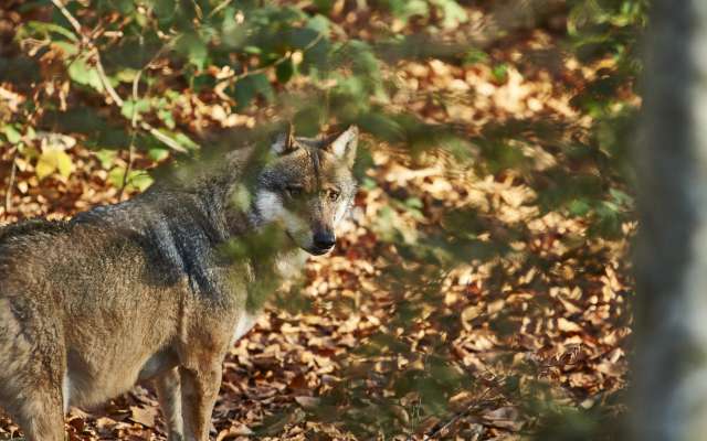 Fuchs im bayerischen Wald