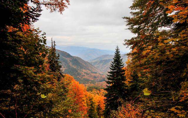 Herbstzeit ist Genießerzeit im Schreinerhof