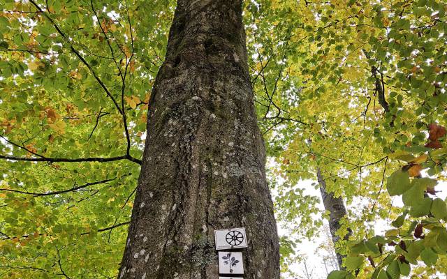  WaldWandelWeg im Nationalpark Bayerischer Wald