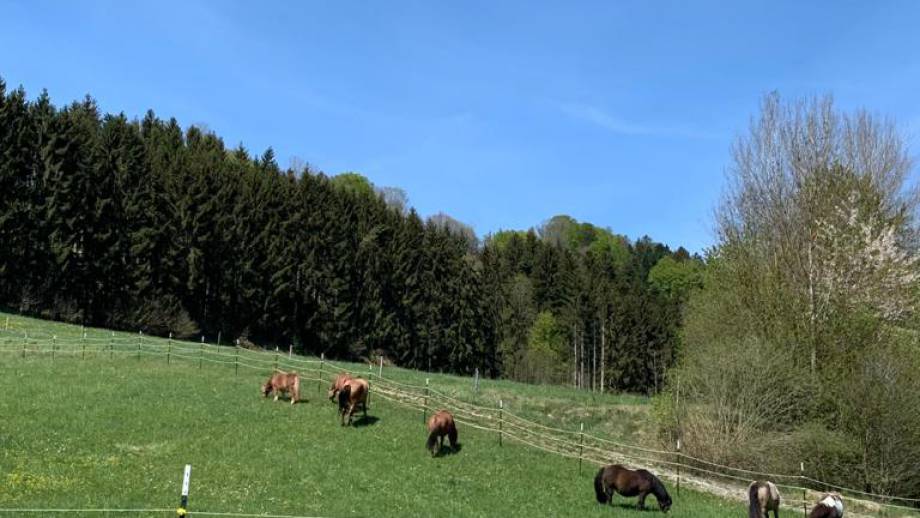 Wir arbeiten an Eurer Wunschliste - Punkt 3 "Die Pferdekoppel" Symbolfoto