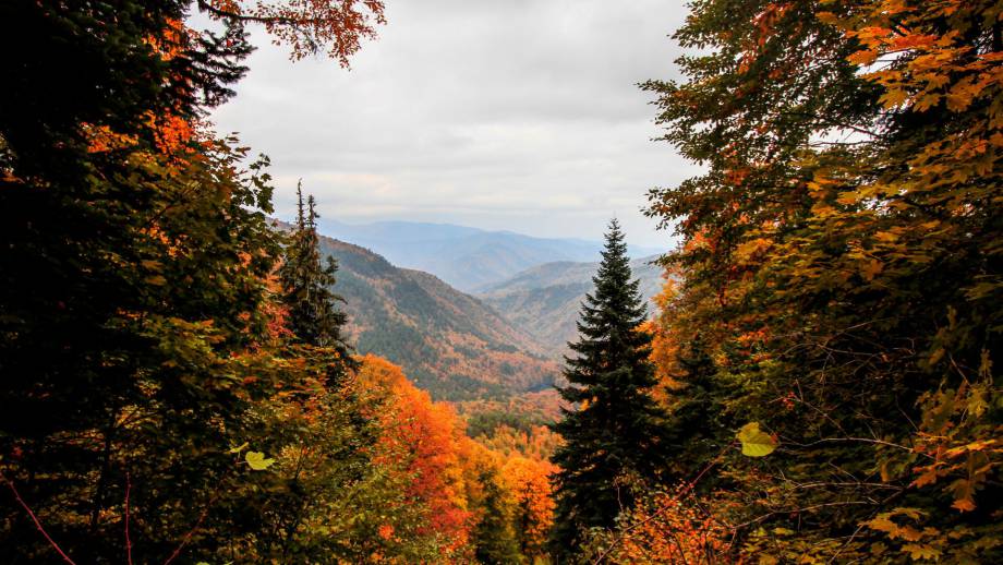 Herbstzeit ist Genießerzeit im Schreinerhof Symbolfoto