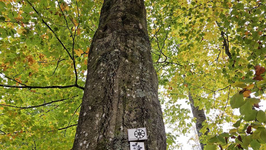  WaldWandelWeg im Nationalpark Bayerischer Wald Symbolfoto