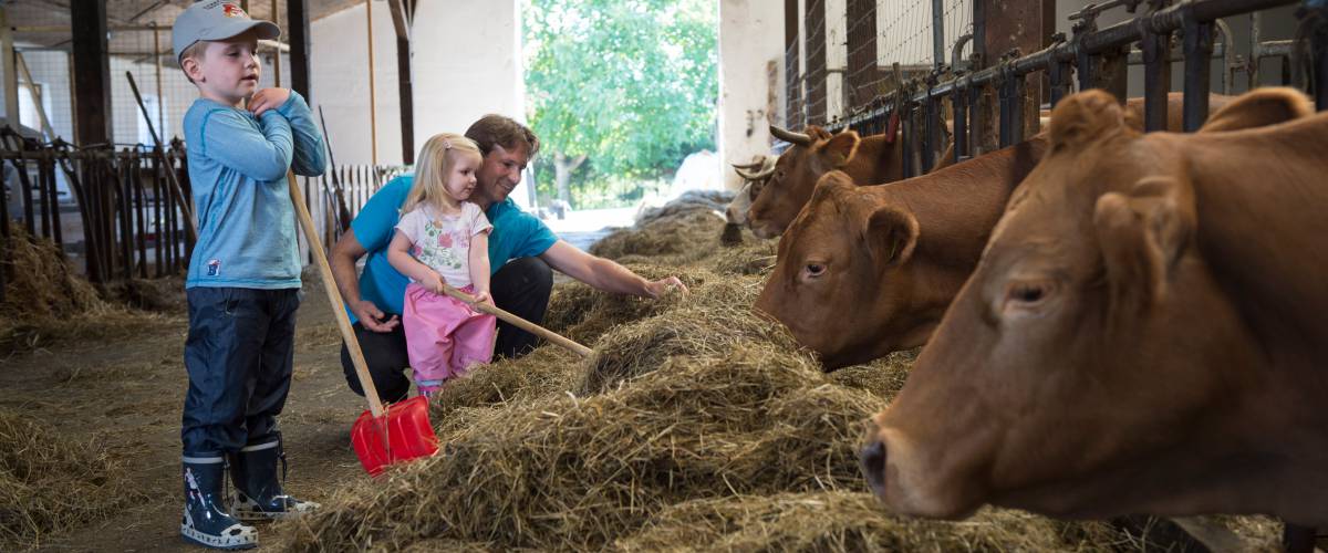 Kinder geben Kühen Heu zum essen