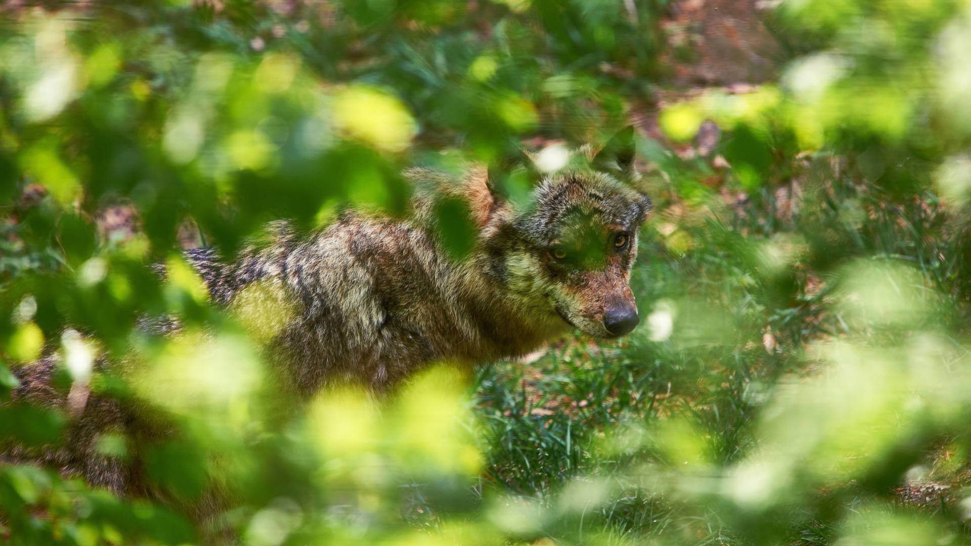 Fuchs im bayerischen Wald