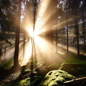 Sonne schimmert durch den bayerischen Wald