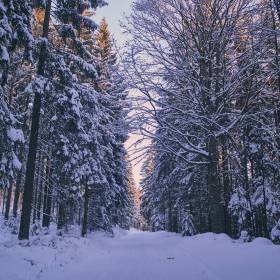 Der bayerische Wald verschneit im Winter