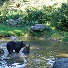 Tierpark Braunbär im bayerischen Wald image #2