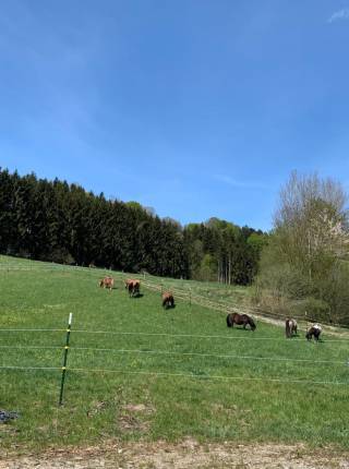 Wir arbeiten an Eurer Wunschliste - Punkt 3 "Die Pferdekoppel" Symbolfoto