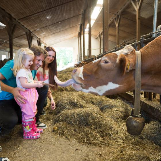 Kinder geben Kuh etwas zum fressen