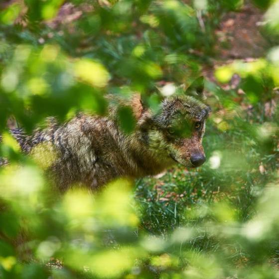 Fuchs im bayerischen Wald