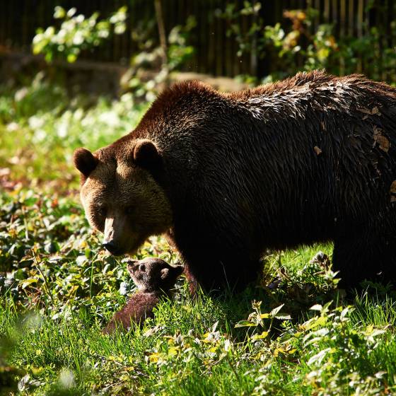 Tierpark Braunbär im bayerischen Wald