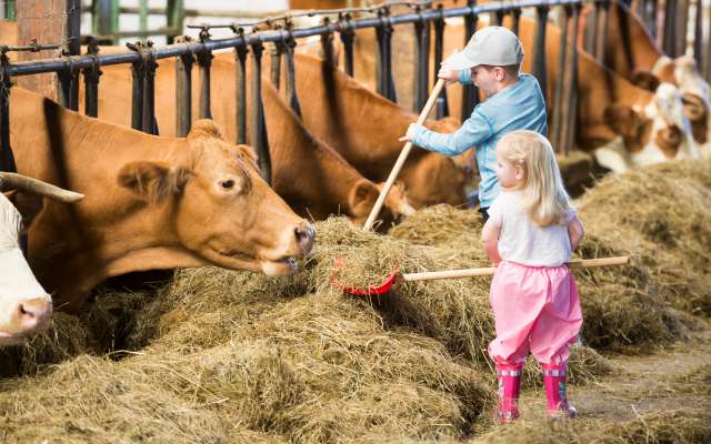 Kinder schippen Heu zu den Kühen im Bauernhof des Familienhotels Schreinerhof
