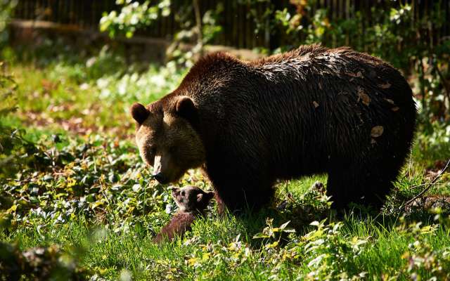 Bär im bayerischen Wald