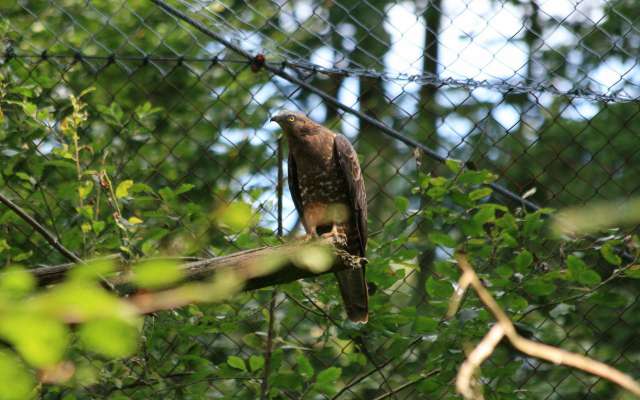 Falke im bayerischen Wald