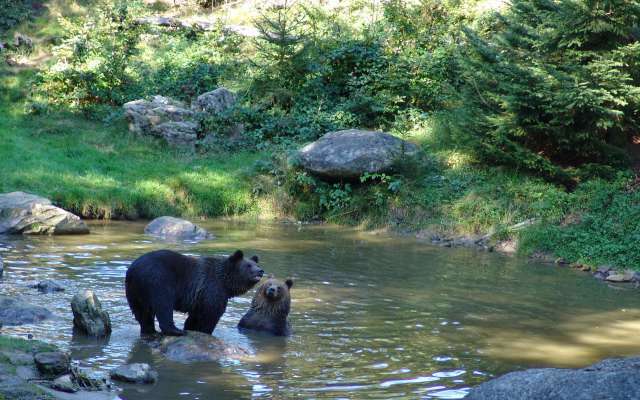 Bärenpark im bayerischen Wald