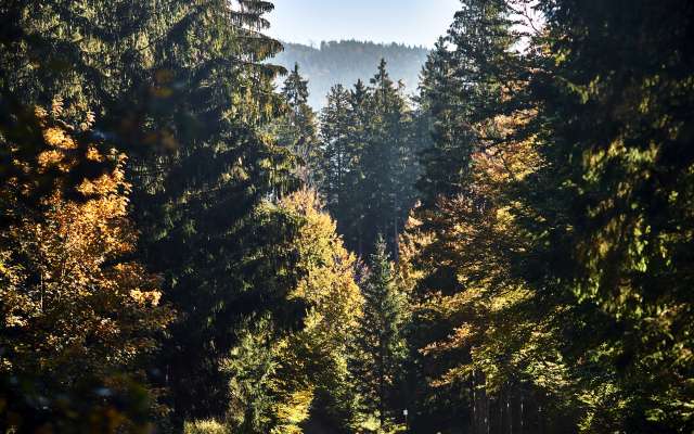 Der bayerische Wald im Sommer
