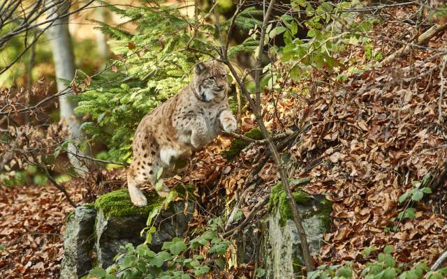 Wildkatze im bayerischen Wald