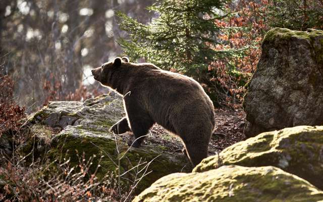 Braunbär im bayerischen Wald