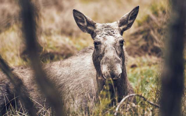 Hirsch im bayerischen Wald