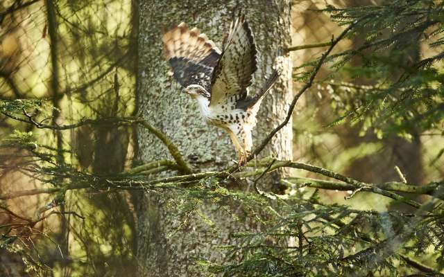 Falke im bayerischen Wald