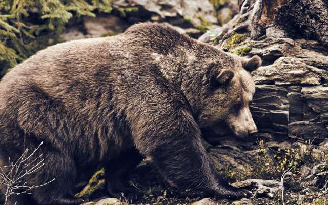 Braunbär im bayerischen Wald