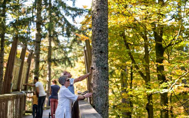 In den Baumkronen am Baumwipfelpfad Bayerischer Wald