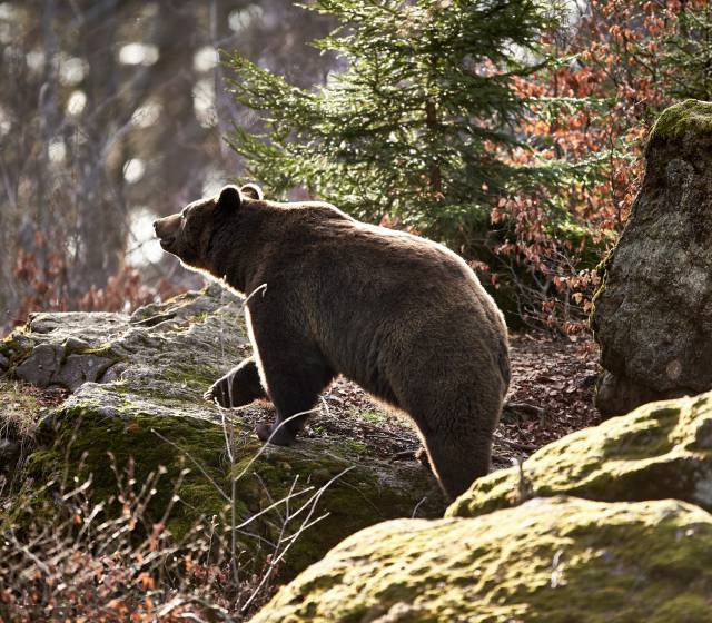 Braunbär im bayerischen Wald