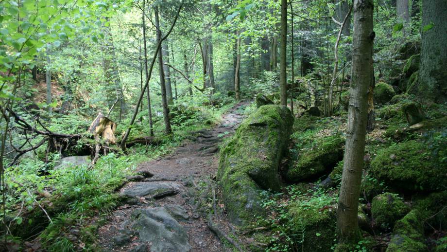 Mitarbeiter Tipp heute von Melissa Gsödl - Waldbaden!!! Symbolfoto