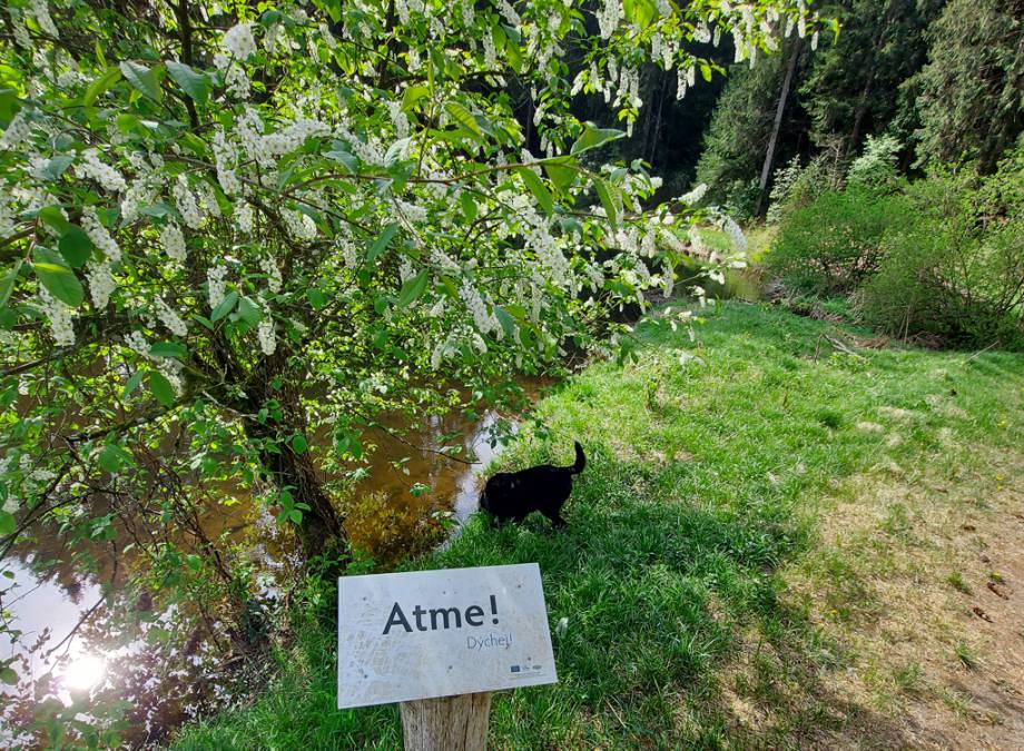 Mitarbeiter Tipp heute von Melissa Gsödl - Waldbaden!!! Symbolfoto