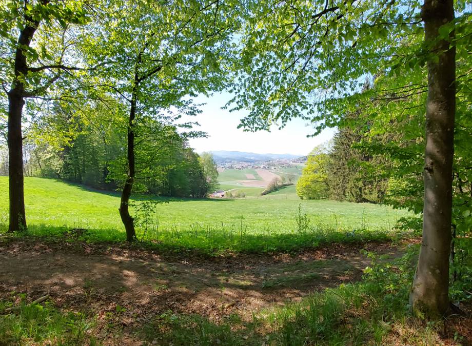 Mitarbeiter Tipp heute von Melissa Gsödl - Waldbaden!!! Symbolfoto