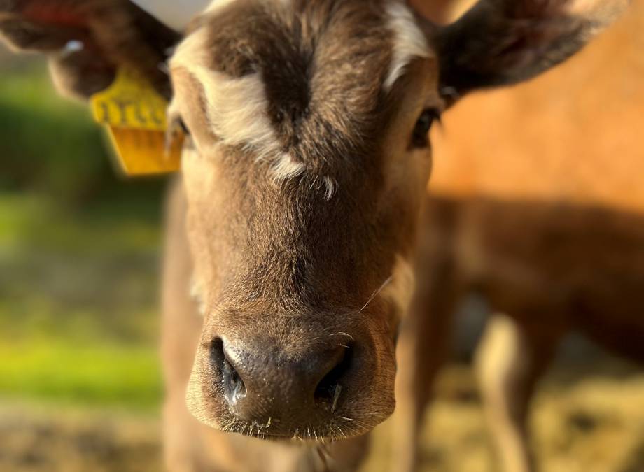 Erlebnis-Bauernhof Symbolfoto