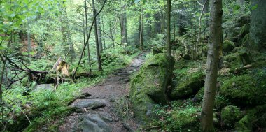 Mitarbeiter Tipp heute von Melissa Gsödl - Waldbaden!!!, Bild 1/4